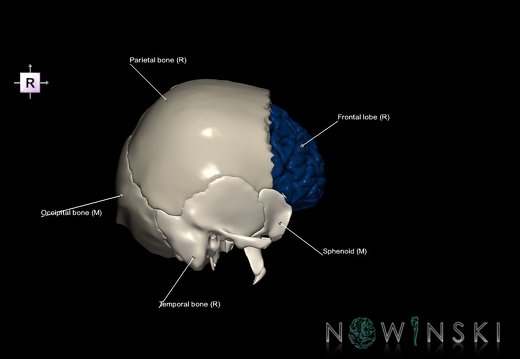 G8.T3.1-22.2 22.5.3.V4.C2.L1.Cerebrum-Neurocranium-No frontal bone