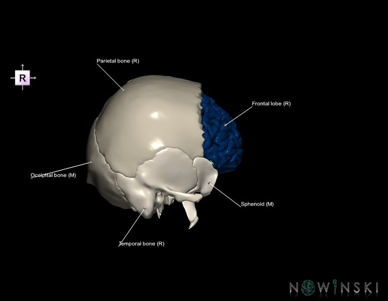 G8.T3.1-22.2_22.5.3.V4.C2.L1.Cerebrum-Neurocranium-No_frontal_bone.tiff