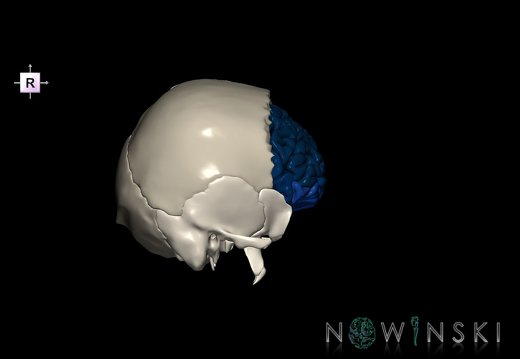 G8.T3.1-22.2 22.5.3.V4.C3-2.L0.Cerebrum-Neurocranium-No frontal bone