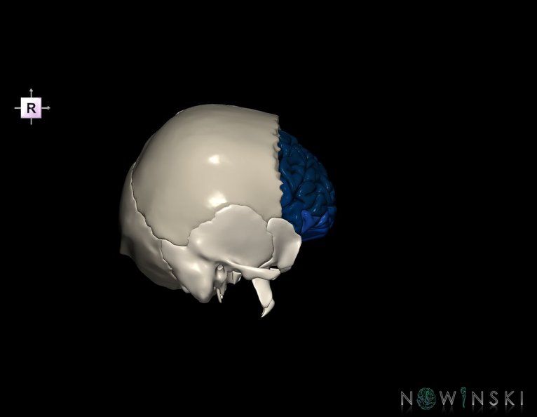 G8.T3.1-22.2_22.5.3.V4.C3-2.L0.Cerebrum-Neurocranium-No_frontal_bone.tiff