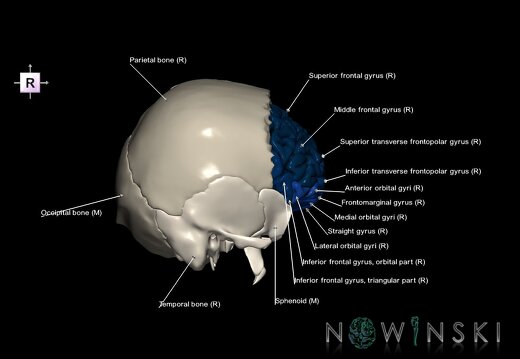 G8.T3.1-22.2 22.5.3.V4.C3-2.L1.Cerebrum-Neurocranium-No frontal bone