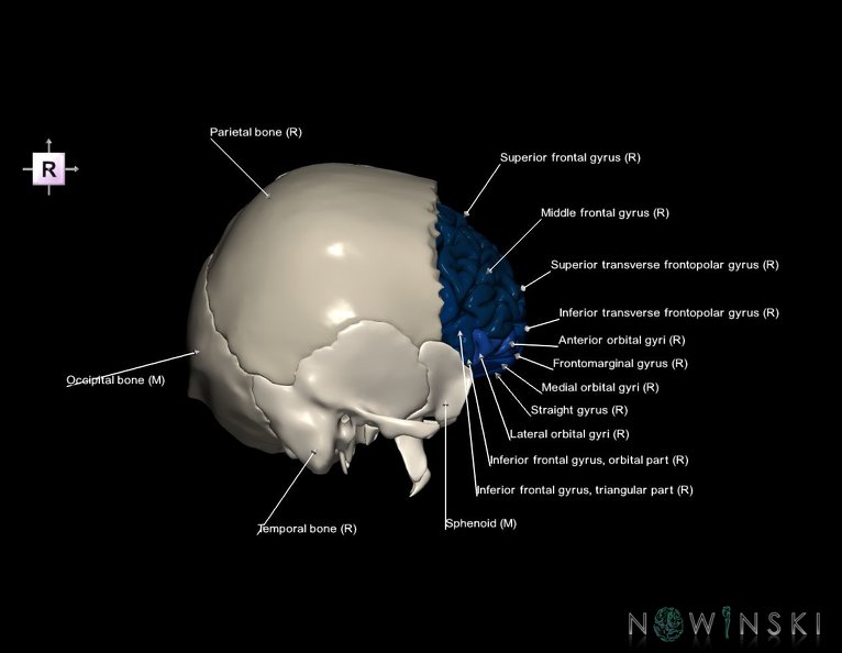 G8.T3.1-22.2_22.5.3.V4.C3-2.L1.Cerebrum-Neurocranium-No_frontal_bone.tiff