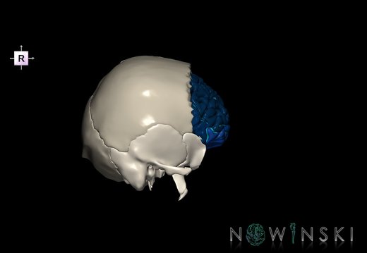 G8.T3.1-22.2 22.5.3.V4.C4-2.L0.Cerebrum-Neurocranium-No frontal bone