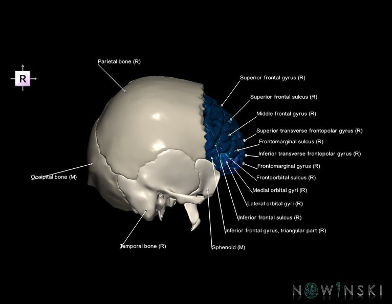 G8.T3.1-22.2_22.5.3.V4.C4-2.L1.Cerebrum-Neurocranium-No_frontal_bone.tiff