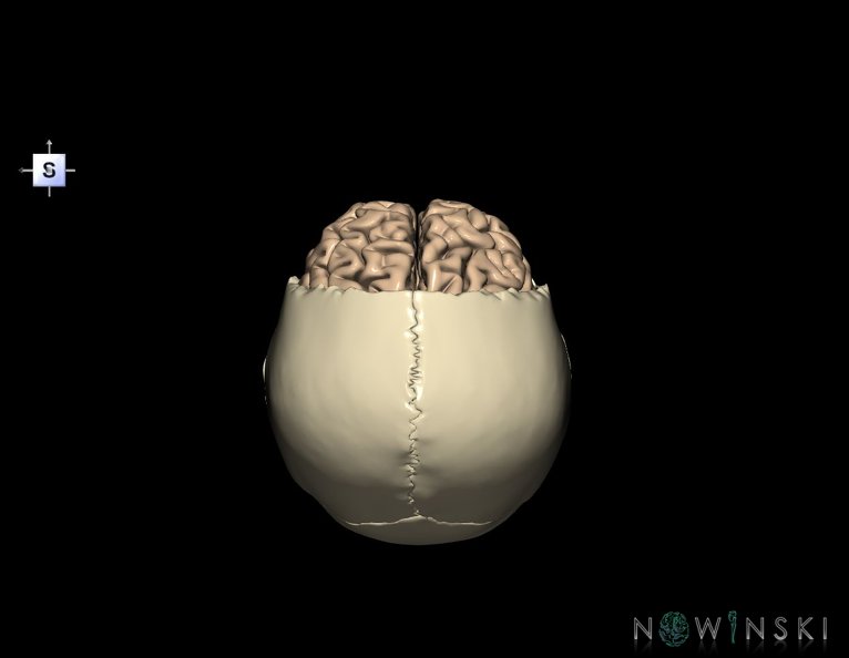 G8.T3.1-22.2_22.5.3.V5.C1.L0.Cerebrum-Neurocranium-No_frontal_bone.tiff