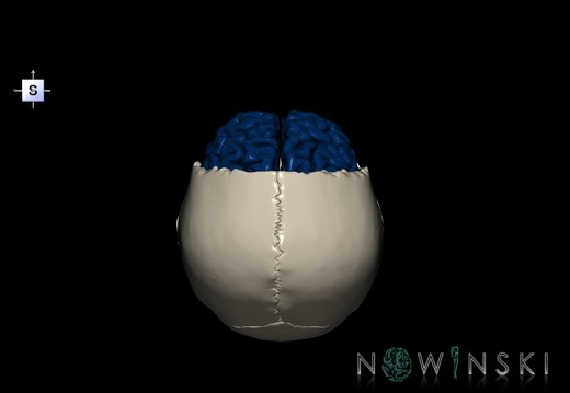 G8.T3.1-22.2 22.5.3.V5.C2.L0.Cerebrum-Neurocranium-No frontal bone