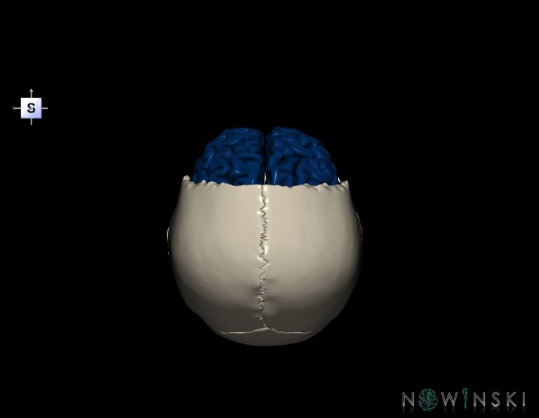 G8.T3.1-22.2_22.5.3.V5.C2.L0.Cerebrum-Neurocranium-No_frontal_bone.tiff