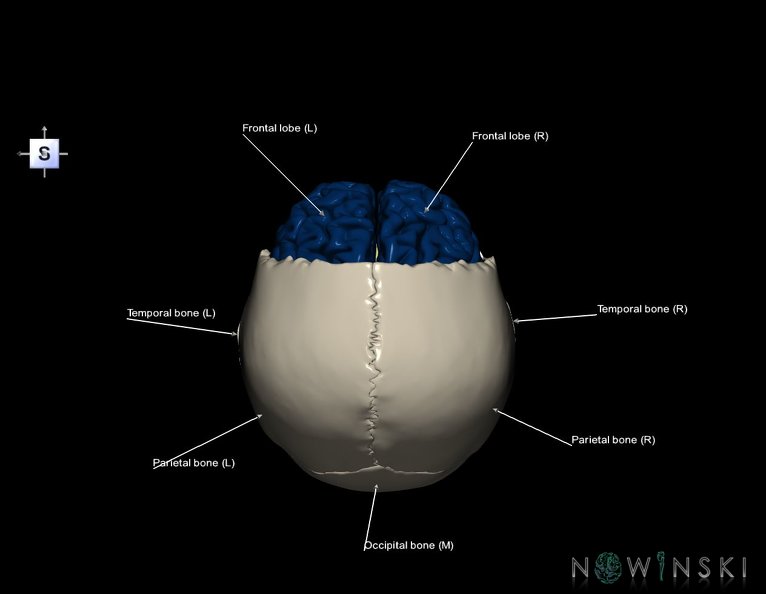 G8.T3.1-22.2_22.5.3.V5.C2.L1.Cerebrum-Neurocranium-No_frontal_bone.tiff