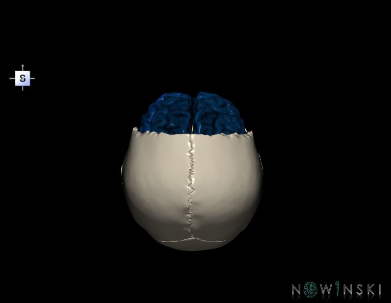 G8.T3.1-22.2_22.5.3.V5.C3-2.L0.Cerebrum-Neurocranium-No_frontal_bone.tiff