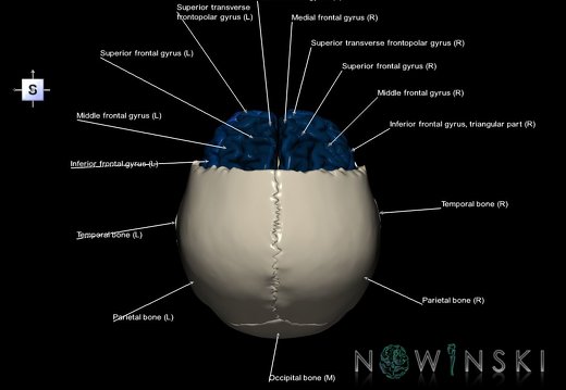 G8.T3.1-22.2 22.5.3.V5.C3-2.L1.Cerebrum-Neurocranium-No frontal bone