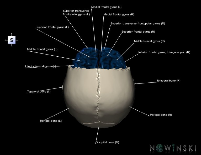 G8.T3.1-22.2_22.5.3.V5.C3-2.L1.Cerebrum-Neurocranium-No_frontal_bone.tiff