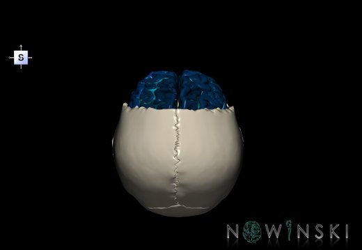 G8.T3.1-22.2 22.5.3.V5.C4-2.L0.Cerebrum-Neurocranium-No frontal bone