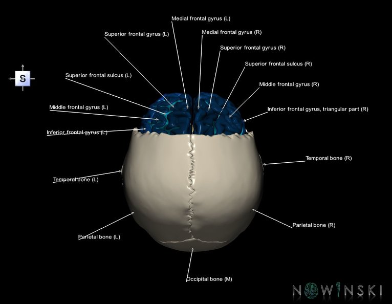 G8.T3.1-22.2_22.5.3.V5.C4-2.L1.Cerebrum-Neurocranium-No_frontal_bone.tiff