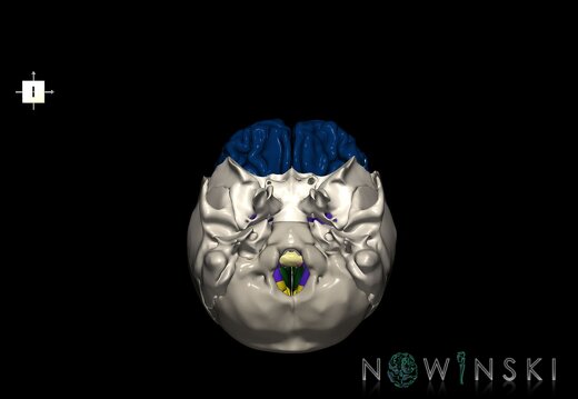 G8.T3.1-22.2 22.5.3.V6.C2.L0.Cerebrum-Neurocranium-No frontal bone