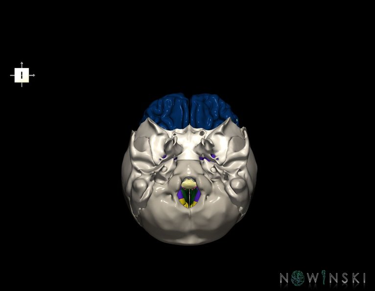 G8.T3.1-22.2_22.5.3.V6.C2.L0.Cerebrum-Neurocranium-No_frontal_bone.tiff