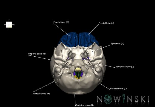 G8.T3.1-22.2 22.5.3.V6.C2.L1.Cerebrum-Neurocranium-No frontal bone