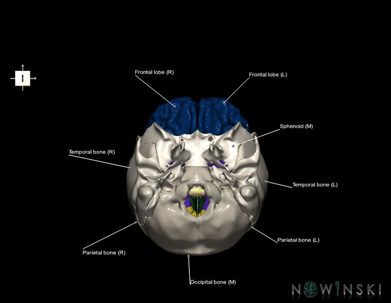 G8.T3.1-22.2_22.5.3.V6.C2.L1.Cerebrum-Neurocranium-No_frontal_bone.tiff