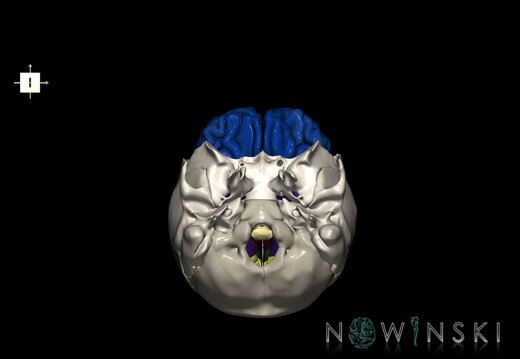 G8.T3.1-22.2 22.5.3.V6.C3-2.L0.Cerebrum-Neurocranium-No frontal bone
