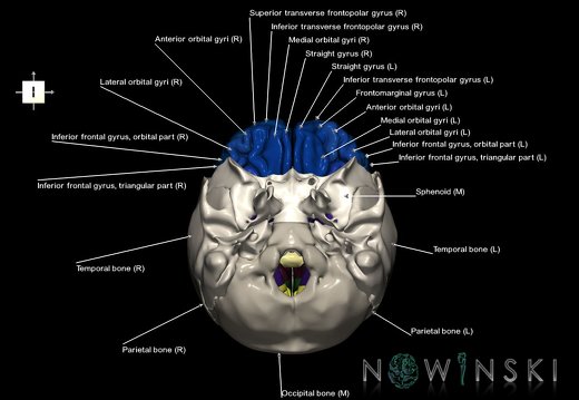 G8.T3.1-22.2 22.5.3.V6.C3-2.L1.Cerebrum-Neurocranium-No frontal bone