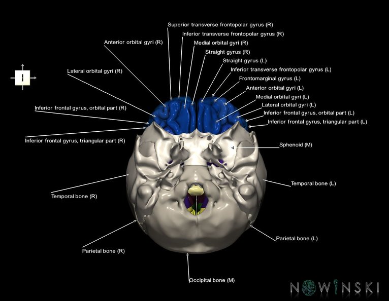 G8.T3.1-22.2_22.5.3.V6.C3-2.L1.Cerebrum-Neurocranium-No_frontal_bone.tiff