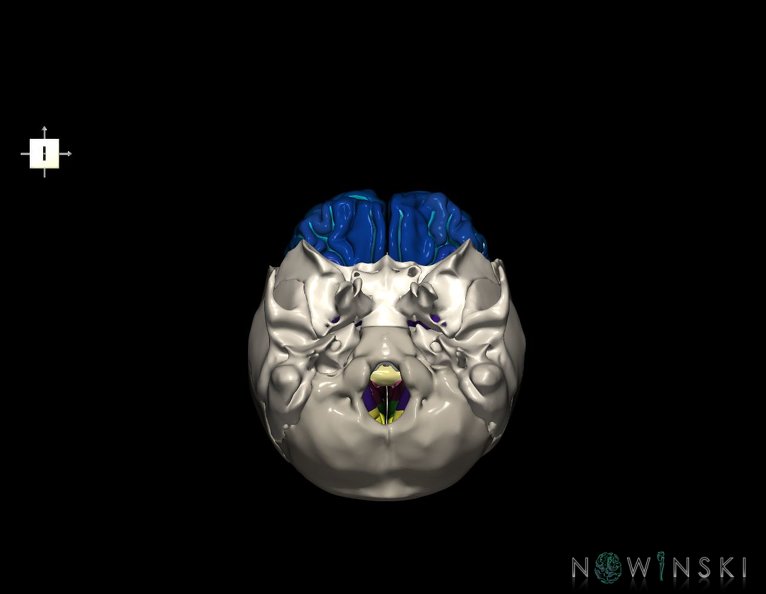 G8.T3.1-22.2_22.5.3.V6.C4-2.L0.Cerebrum-Neurocranium-No_frontal_bone.tiff