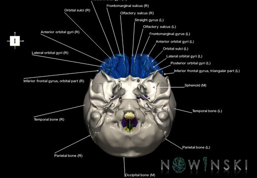 G8.T3.1-22.2 22.5.3.V6.C4-2.L1.Cerebrum-Neurocranium-No frontal bone