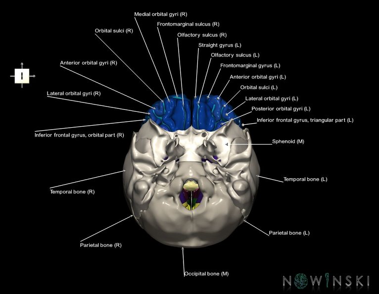 G8.T3.1-22.2_22.5.3.V6.C4-2.L1.Cerebrum-Neurocranium-No_frontal_bone.tiff