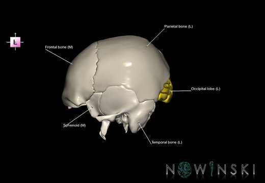 G8.T3.1-22.2 22.5.6.V2.C2.L1.Cerebrum-Neurocranium-No occipital bone