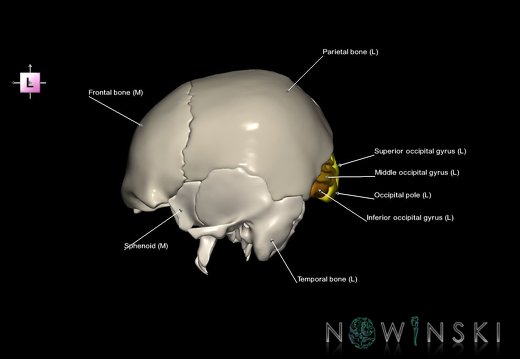 G8.T3.1-22.2 22.5.6.V2.C3-2.L1.Cerebrum-Neurocranium-No occipital bone