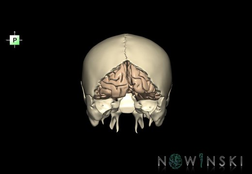 G8.T3.1-22.2 22.5.6.V3.C1.L0.Cerebrum-Neurocranium-No occipital bone