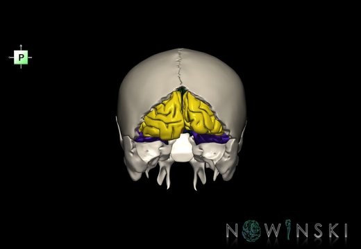 G8.T3.1-22.2 22.5.6.V3.C2.L0.Cerebrum-Neurocranium-No occipital bone