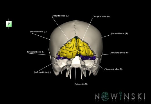G8.T3.1-22.2 22.5.6.V3.C2.L1.Cerebrum-Neurocranium-No occipital bone
