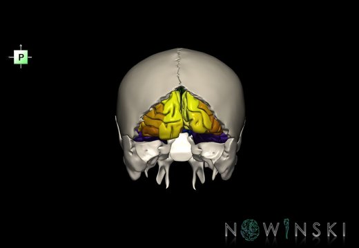 G8.T3.1-22.2 22.5.6.V3.C3-2.L0.Cerebrum-Neurocranium-No occipital bone