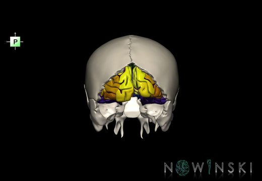 G8.T3.1-22.2 22.5.6.V3.C4-2.L0.Cerebrum-Neurocranium-No occipital bone