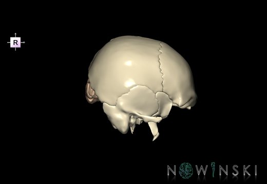 G8.T3.1-22.2 22.5.6.V4.C1.L0.Cerebrum-Neurocranium-No occipital bone