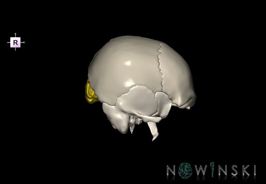 G8.T3.1-22.2 22.5.6.V4.C2.L0.Cerebrum-Neurocranium-No occipital bone