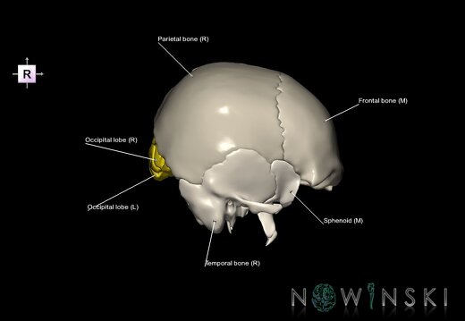 G8.T3.1-22.2 22.5.6.V4.C2.L1.Cerebrum-Neurocranium-No occipital bone