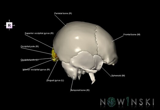 G8.T3.1-22.2 22.5.6.V4.C3-2.L1.Cerebrum-Neurocranium-No occipital bone