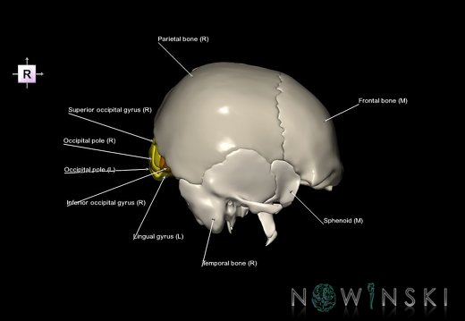 G8.T3.1-22.2 22.5.6.V4.C4-2.L1.Cerebrum-Neurocranium-No occipital bone