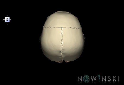 G8.T3.1-22.2 22.5.6.V5.C1.L0.Cerebrum-Neurocranium-No occipital bone