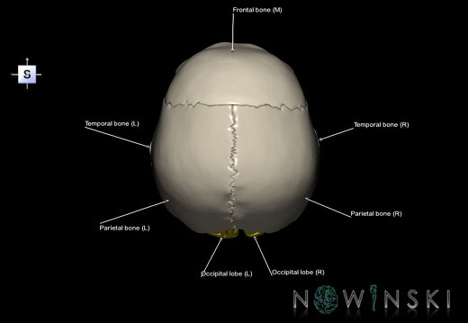 G8.T3.1-22.2 22.5.6.V5.C2.L1.Cerebrum-Neurocranium-No occipital bone