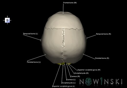 G8.T3.1-22.2 22.5.6.V5.C3-2.L1.Cerebrum-Neurocranium-No occipital bone