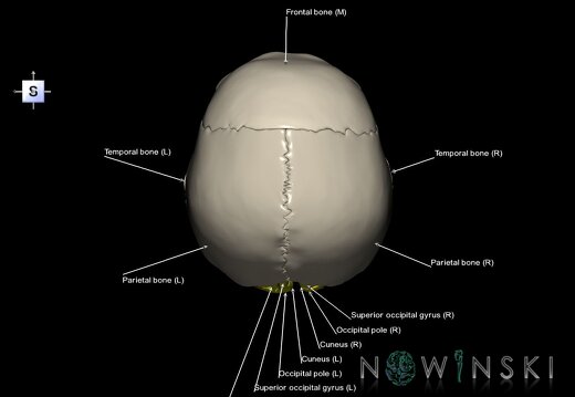 G8.T3.1-22.2 22.5.6.V5.C4-2.L1.Cerebrum-Neurocranium-No occipital bone
