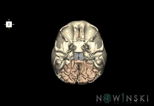 G8.T3.1-22.2 22.5.6.V6.C1.L0.Cerebrum-Neurocranium-No occipital bone