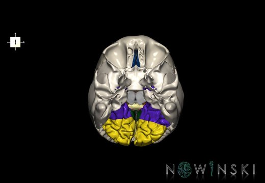 G8.T3.1-22.2 22.5.6.V6.C2.L0.Cerebrum-Neurocranium-No occipital bone