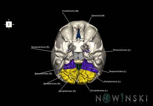 G8.T3.1-22.2 22.5.6.V6.C2.L1.Cerebrum-Neurocranium-No occipital bone