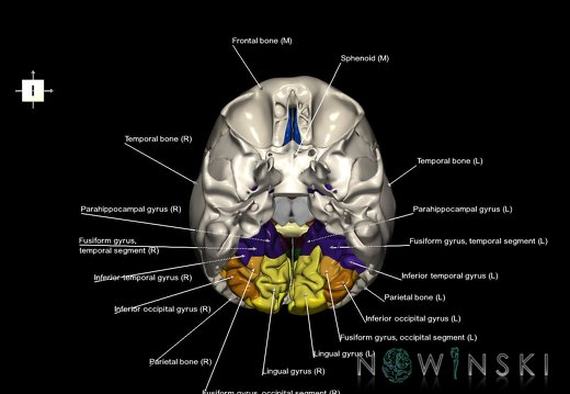 G8.T3.1-22.2 22.5.6.V6.C3-2.L1.Cerebrum-Neurocranium-No occipital bone