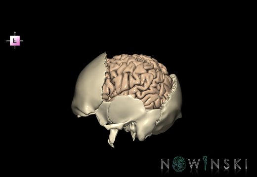 G8.T3.1-22.2 22.5.8.V2.C1.L0.Cerebrum-Neurocranium-No parietal bone