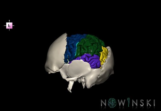 G8.T3.1-22.2 22.5.8.V2.C2.L0.Cerebrum-Neurocranium-No parietal bone