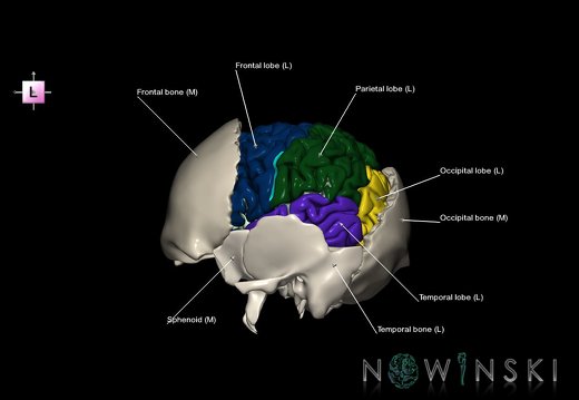 G8.T3.1-22.2 22.5.8.V2.C2.L1.Cerebrum-Neurocranium-No parietal bone